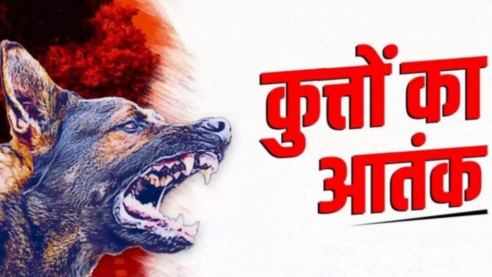 गर्मी में आवारा कुत्ते हुए खूंखार: 'गांव से शहर' तक मचाई दहशत, अस्पतालों में बढ़ी भीड़