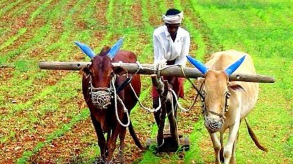 कृषि विभाग की कागजी खेती: मोटे अनाज की हवा-हवाई पैदावार, ज़मीन पर गायब है सच्चाई