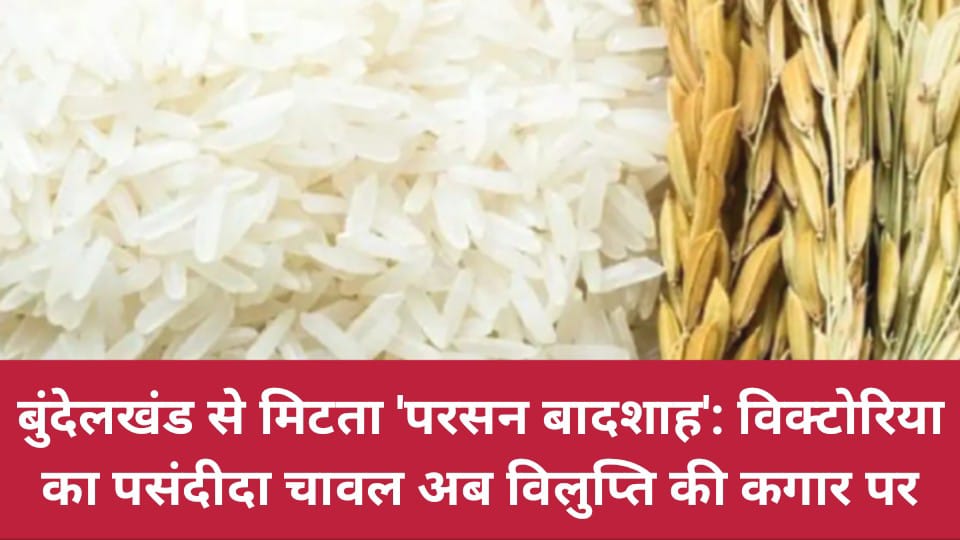 बुंदेलखंड से मिटता 'परसन बादशाह': विक्टोरिया का पसंदीदा चावल अब विलुप्ति की कगार पर