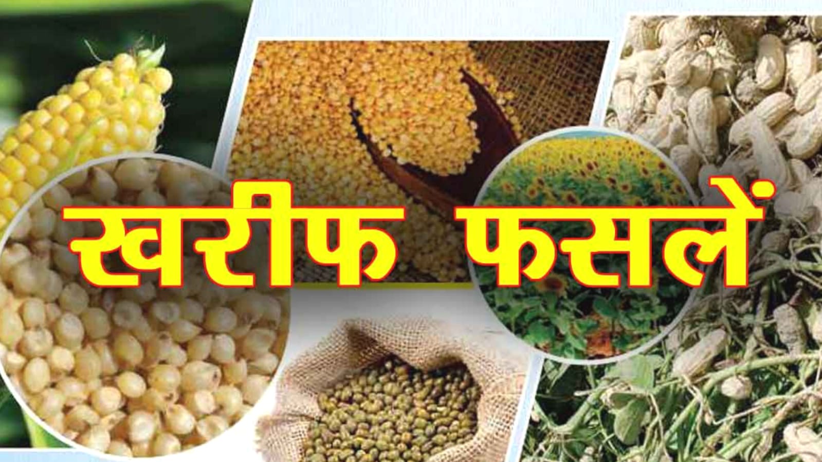 खरीफ सीजन पर 'बीज संकट' की मार: मानसून ने दी दस्तक लेकिन 'सरकारी तंत्र' सोया ?