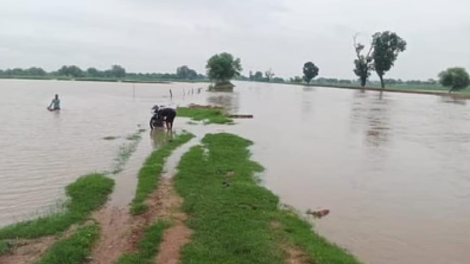 सिंचाई विभाग की 'धांधली' से फटी नहर: मरम्मत के नाम पर 'करोड़ों' खेल, किसान बर्बाद !
