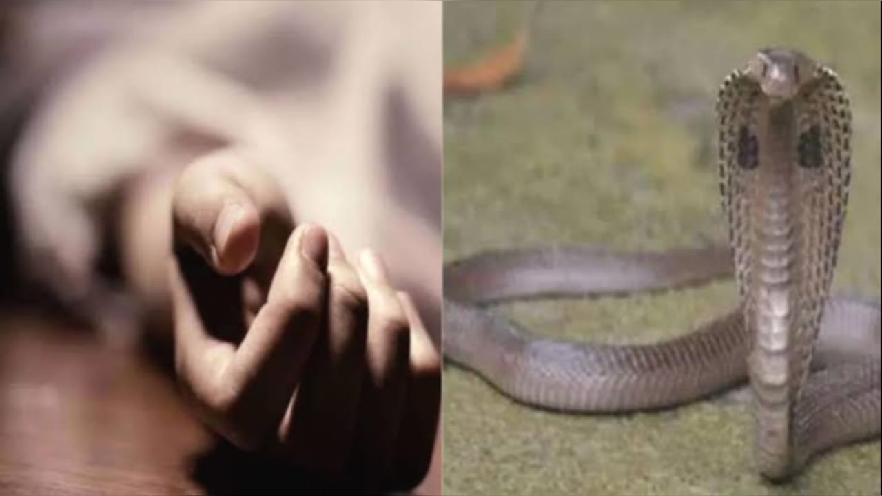 बरसात में 'ज़हरीली' सरसराहट : सर्पदंश का बढ़ता कहर, हर साल निगल रहा ज़िंदगियाँ