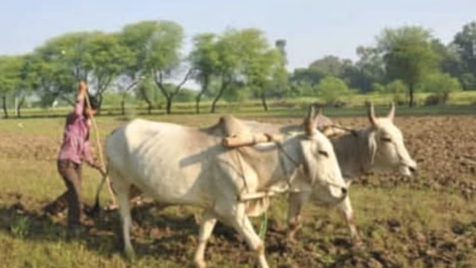 मौसम के मिजाज निराले : बारिश की दरियादिली से खेती किसानी में आफत आई