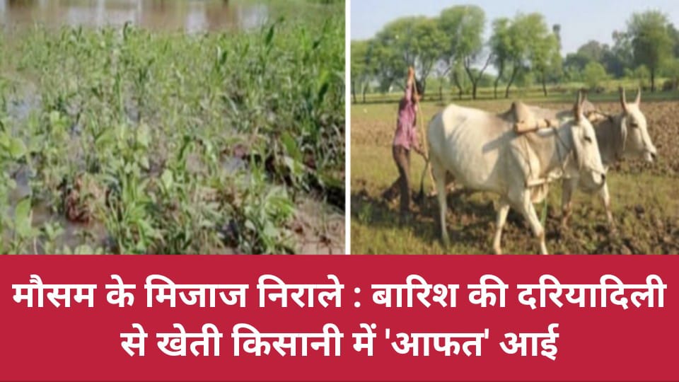 मौसम के मिजाज निराले : बारिश की दरियादिली से खेती किसानी में आफत आई