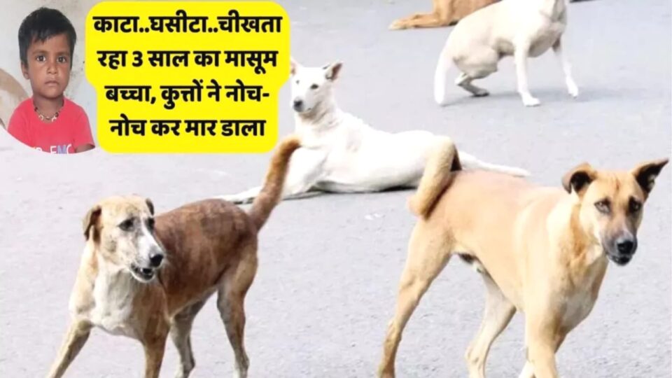 खूंखार कुत्तों का खूनी तांडव: 'नोच' ली मासूम बच्चे की जिंदगी, तड़प-तड़प कर तोड़ा 'दम'