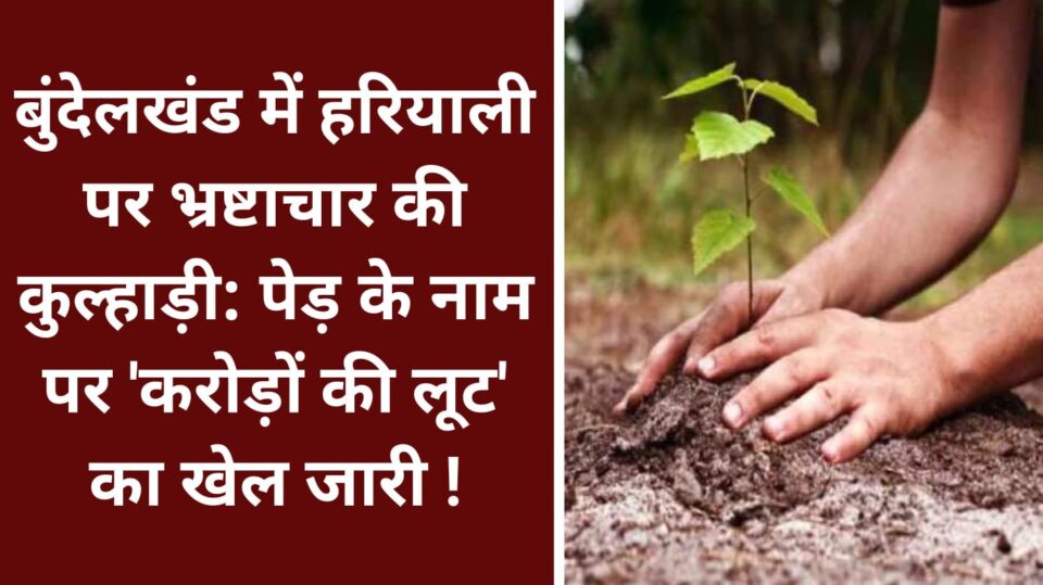 बुंदेलखंड में हरियाली पर भ्रष्टाचार की कुल्हाड़ी: पेड़ के नाम पर 'करोड़ों की लूट' का खेल जारी !