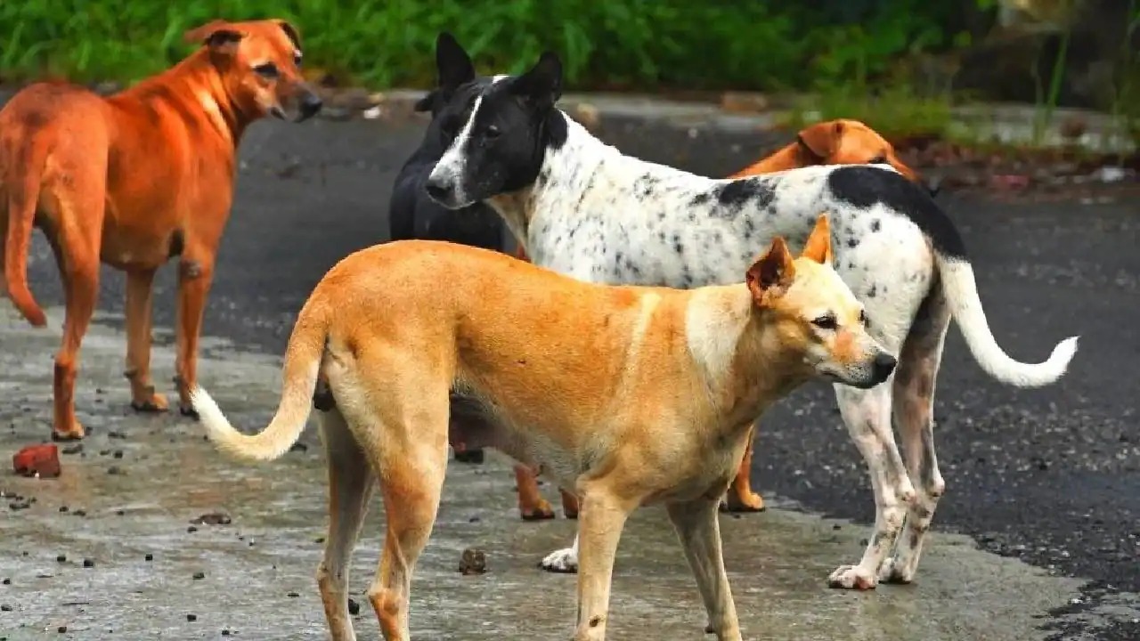 आवारा कुत्तों का 'आतंक': ढाई लाख से ज्यादा की फौज, प्रशासन लाचार, खतरे में जनजीवन