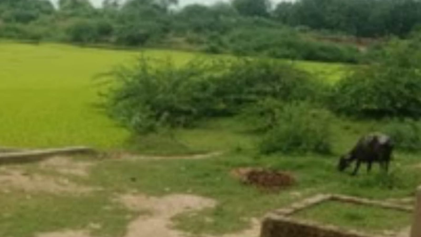 बांदा के अमृत सरोवरों की खुली पोल: बरसात में भी सूखे तालाब, जल संरक्षण का सच बेनकाब