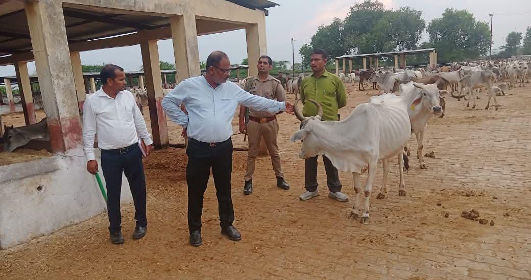 सीडीओ अजय पांडे के 'निरीक्षण' से अफसरों के छूटे 'पसीने' : तालाब और गौशाला पर 'कड़े' निर्देश