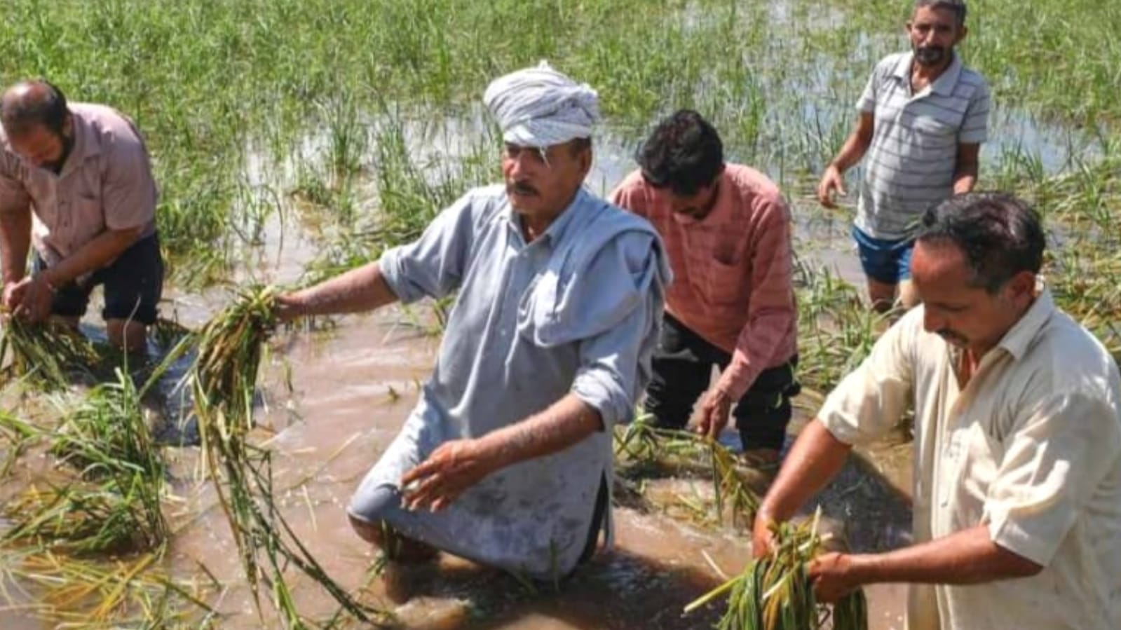 बुंदेलखंड को बारिश के कहर नें 'डसा' : बाढ़ एवं अतिवृष्टि के पाटों में मचा भीषण तबाही का मंजर