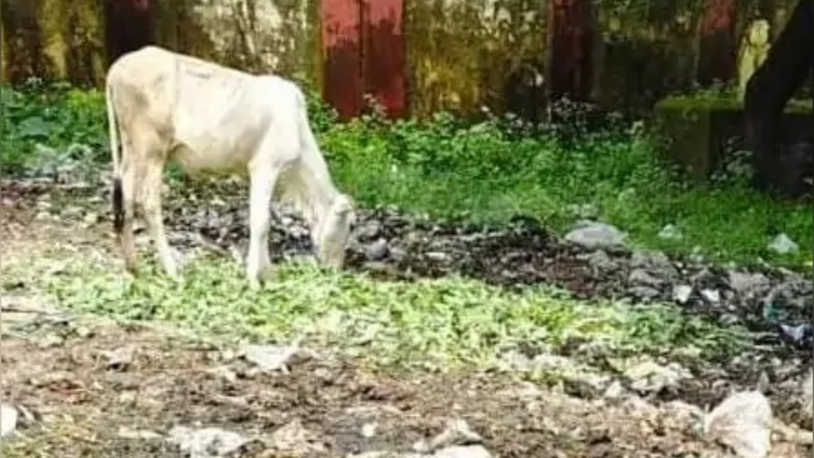 कृषि मंडी 'बदहाल' : व्यापारियों की बढ़ी परेशानी, प्रशासन को अल्टीमेटम