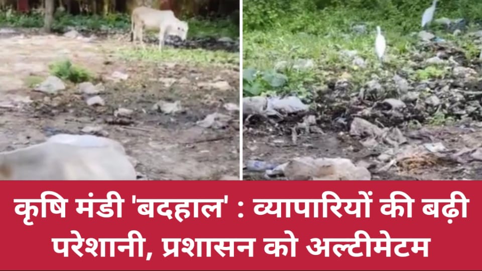 कृषि मंडी 'बदहाल' : व्यापारियों की बढ़ी परेशानी, प्रशासन को अल्टीमेटम