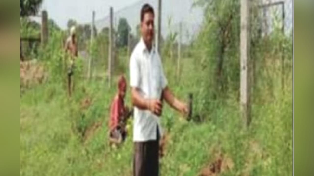 बुंदेलखंड के किसान हरे सोने से होंगे मालामाल: पथरीली धरती 'सोना' उगाने का अनोखा प्रयोग