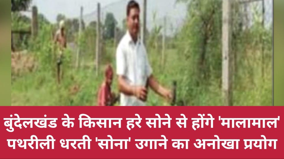 बुंदेलखंड के किसान हरे सोने से होंगे मालामाल: पथरीली धरती 'सोना' उगाने का अनोखा प्रयोग