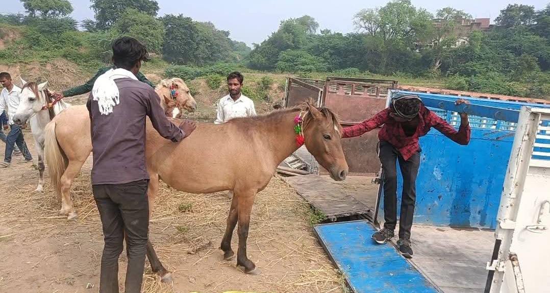 चित्रकूट में ‘सलमान’ और ‘शाहरुख’ बने आकर्षण का केंद्र: देश-विदेश से पहुंचे व्यापारी