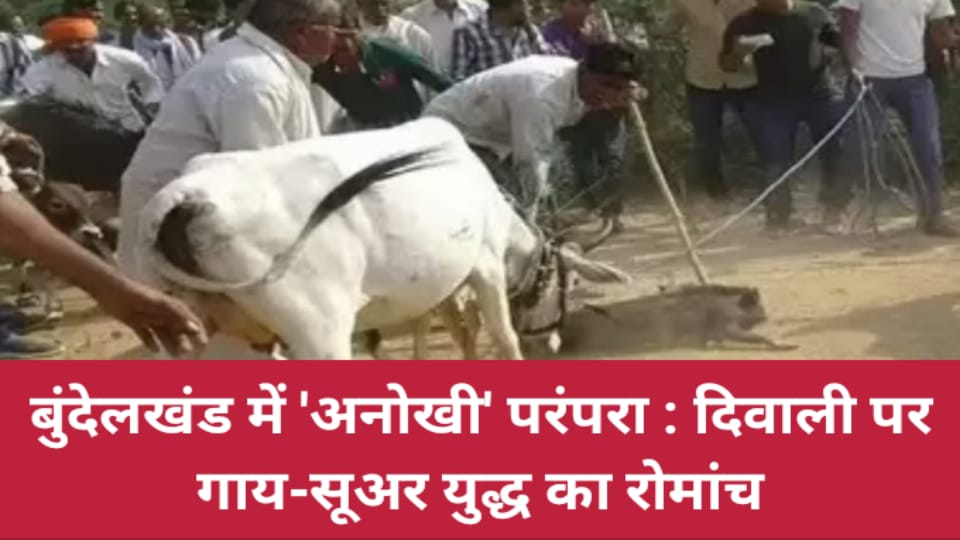 बुंदेलखंड में अनोखी परंपरा: दिवाली पर गाय-सूअर युद्ध का रोमांच