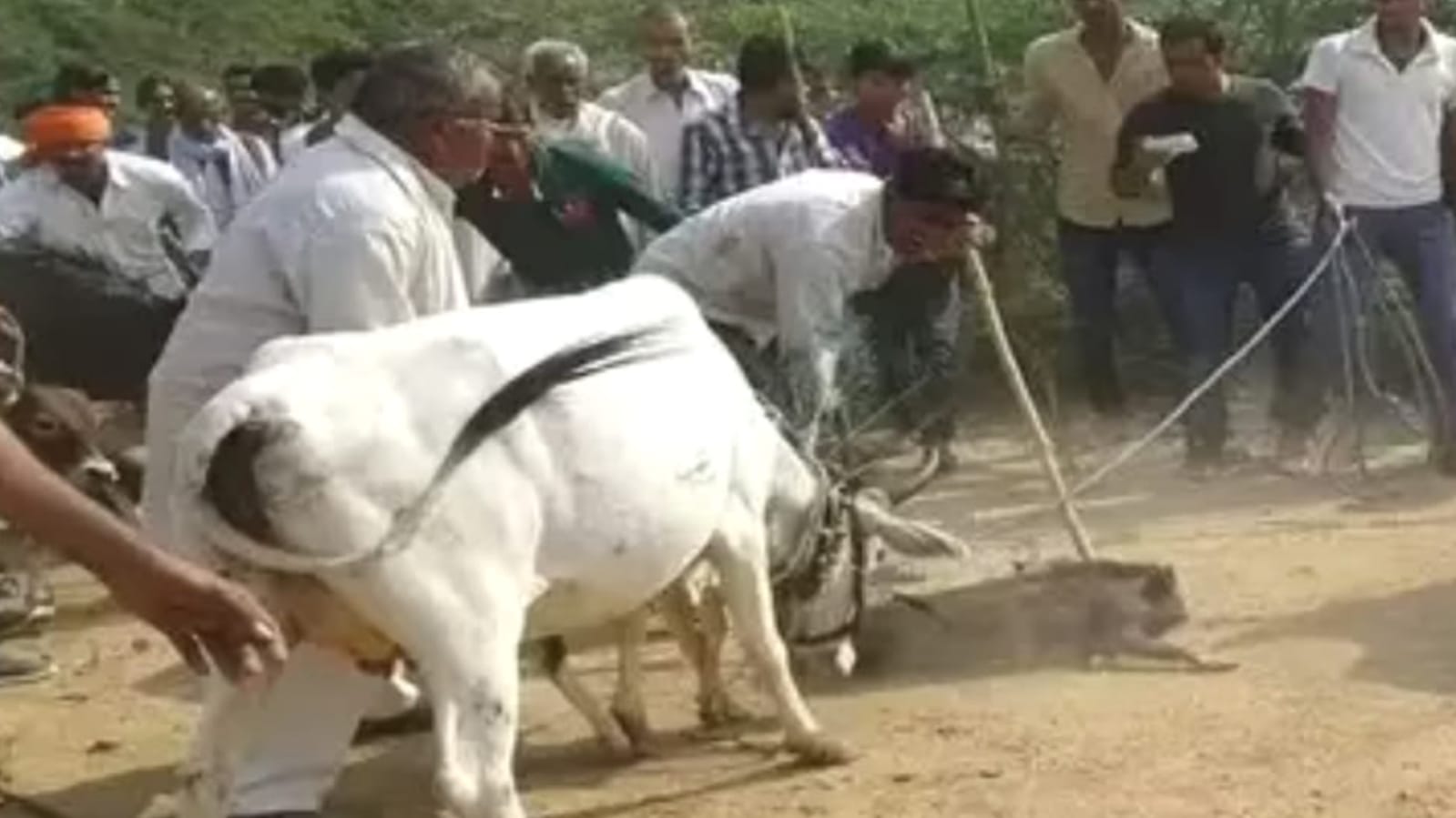 बुंदेलखंड में अनोखी परंपरा: दिवाली पर गाय-सूअर युद्ध का रोमांच