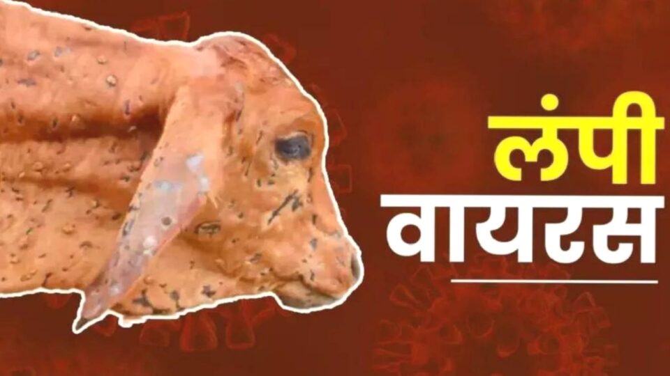 लंपी वायरस से पीड़ित गौवंशों के इलाज में लापरवाही : पशु डाक्टर कर रहे कमाई !