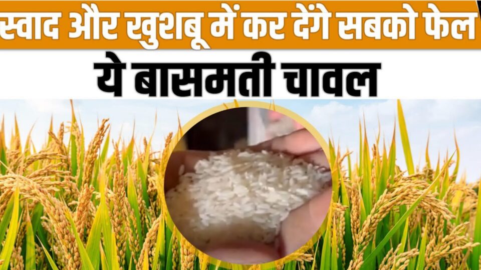 बुंदेली 'बासमती चावल' की 'विदेशों' में महकेगी 'खुशबू' : दस करोड़ से स्थापित हो रहा 'प्लांट'