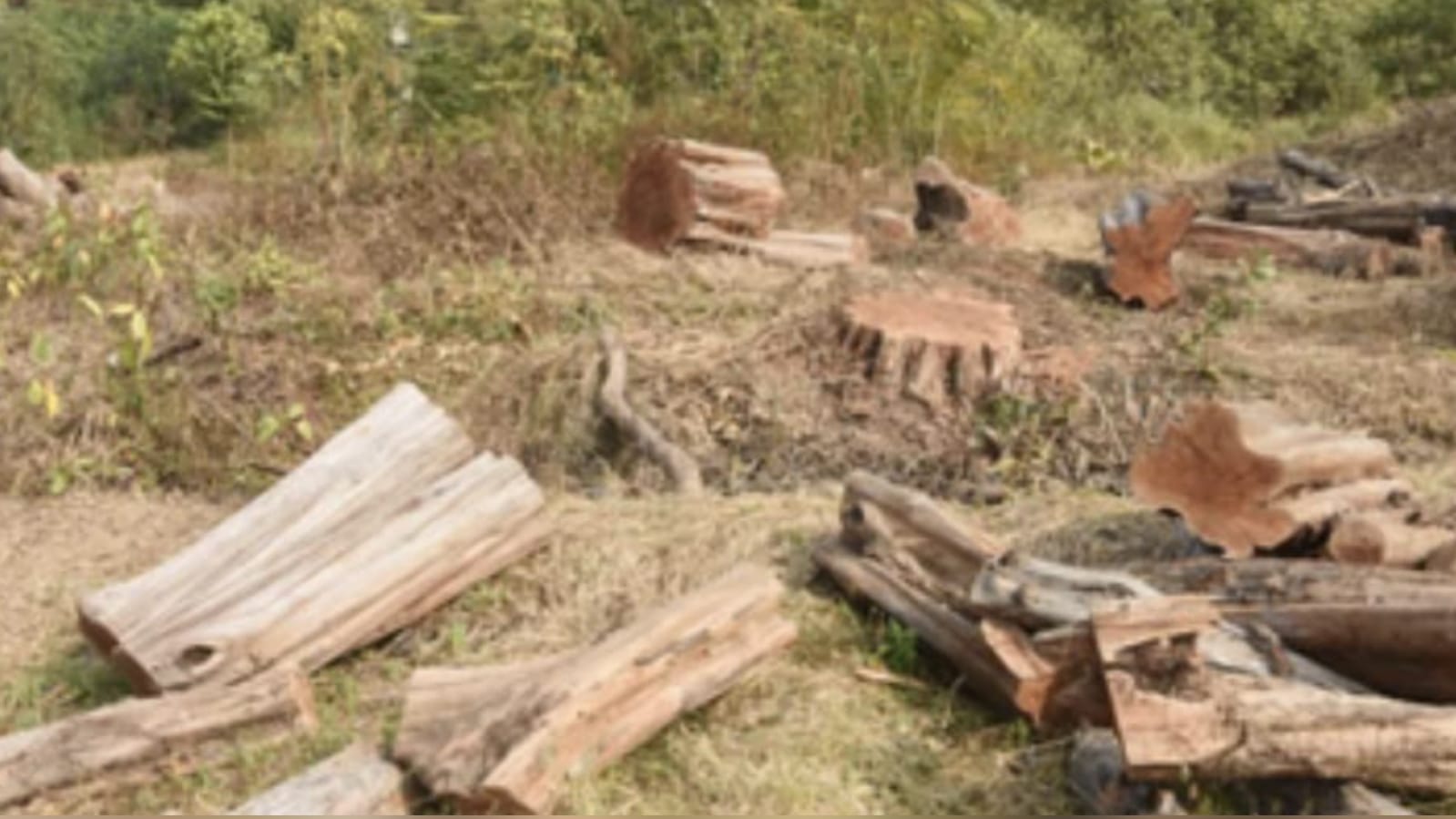उद्यान विभाग में भ्रष्टाचार: बिना 'टेंड'र कौड़ियों में निपटाई 'बेशकीमती' संपत्ति, सवालों में 'सिस्टम'