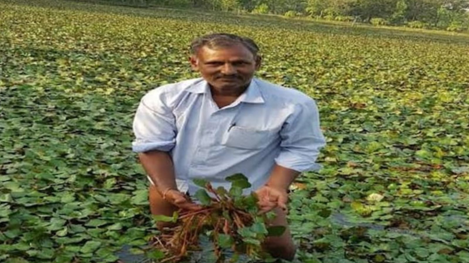 तालाबों ने खोला 'खजाना' : सिंघाड़े की खेती व मछली पालन से 'आय' हुई 'दोगुनी'