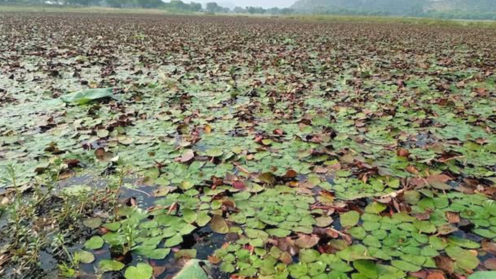 तालाबों ने खोला 'खजाना' : सिंघाड़े की खेती व मछली पालन से 'आय' हुई 'दोगुनी'
