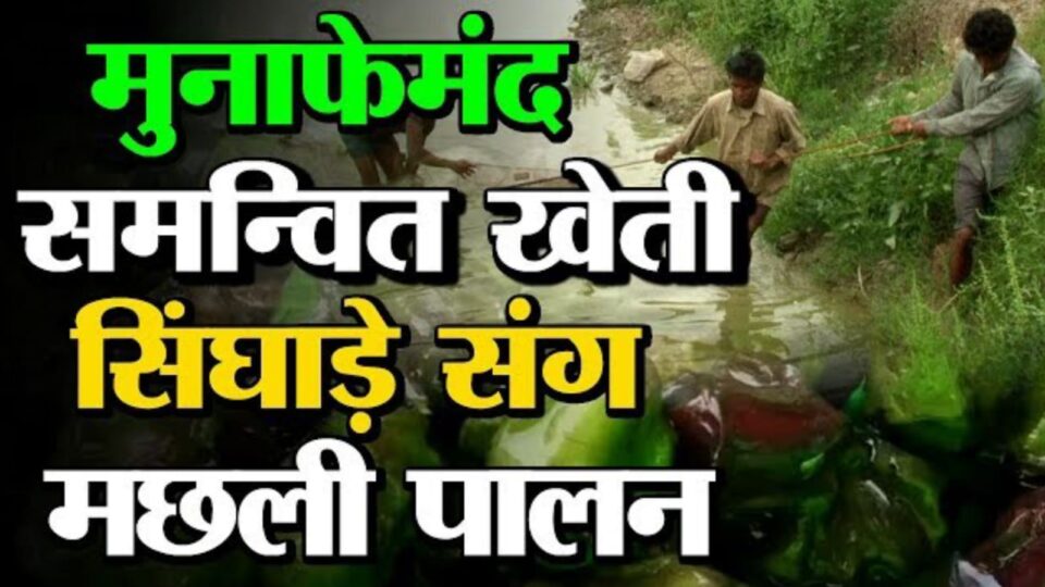 तालाबों ने खोला 'खजाना' : सिंघाड़े की खेती व मछली पालन से 'आय' हुई 'दोगुनी'