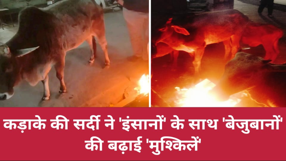 कड़ाके की सर्दी ने 'इंसानों' के साथ 'बेजुबानों' की बढ़ाई 'मुश्किलें'