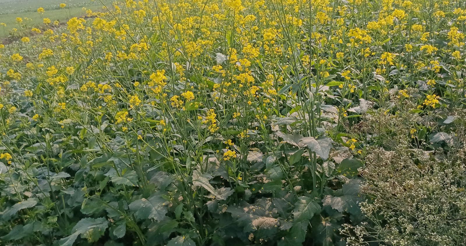 कृषि विभाग बना 'मूकदर्शक' : किसानों की 'आर्थिक रीढ़' पर प्रहार, केंद्र ने मांगी 'रिपोर्ट'