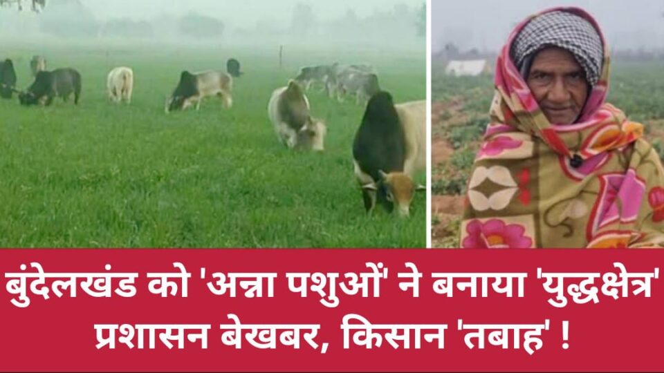 बुंदेलखंड को 'अन्ना पशुओं' ने बनाया 'युद्धक्षेत्र': प्रशासन बेखबर, किसान 'तबाह'