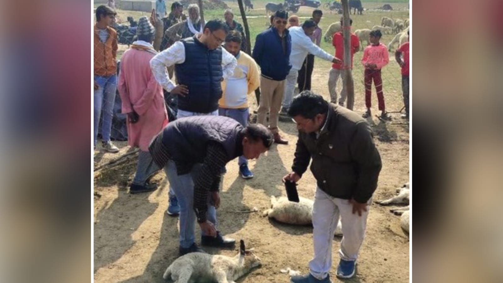 खूंखार भेड़िए का खौफनाक आतंक: पशुबाड़े में घुसकर मचाया खूनी तांडव, 20 भेड़ों की मौत
