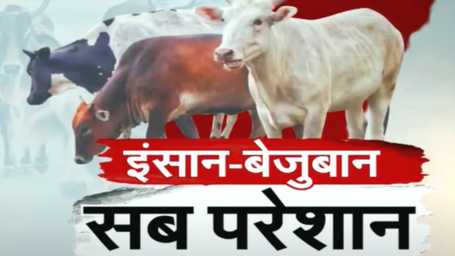 डीएम साहिबा 'गौ संरक्षण' में भ्रष्टाचार: कफन चोर अफसरों नें 50 करोड़ किये 'सांफ' ?