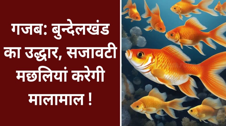 गजब: बुन्देलखंड का उद्धार, सजावटी मछलियां करेगी मालामाल !