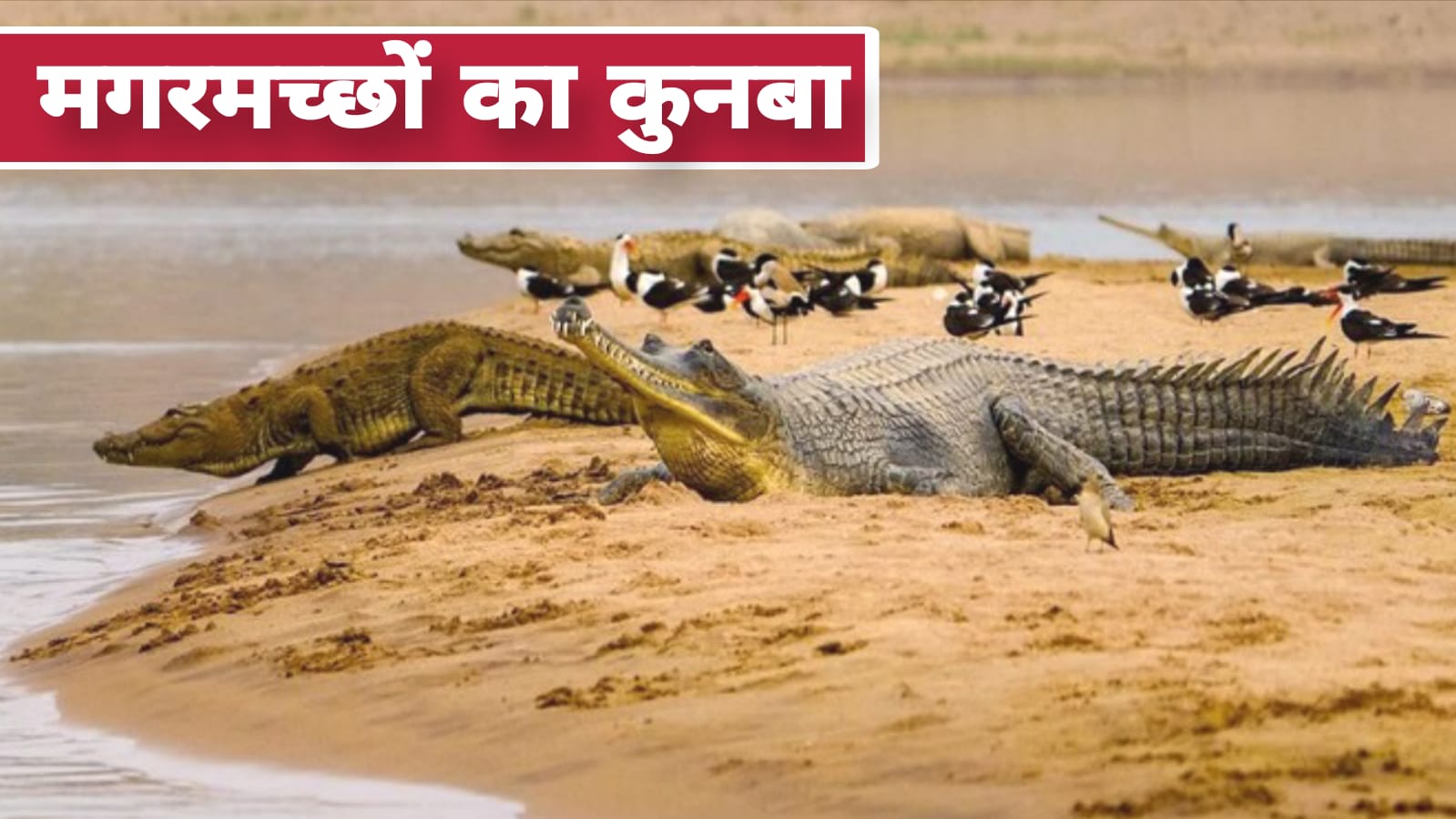बुंदेलखंड में मगरमच्छों का 'कुनबा' हुआ दो गुना: नदी में धूप सेंकते आते हैं नजर
