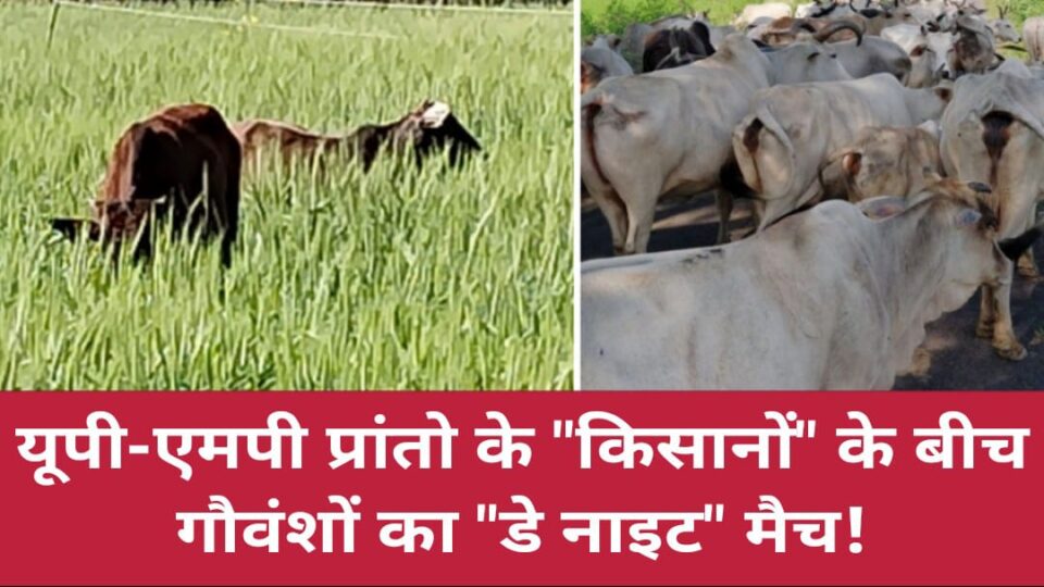 यूपी- एमपी प्रांतो के किसानों के बीच गौवंशों का "डे नाइट" मैच!