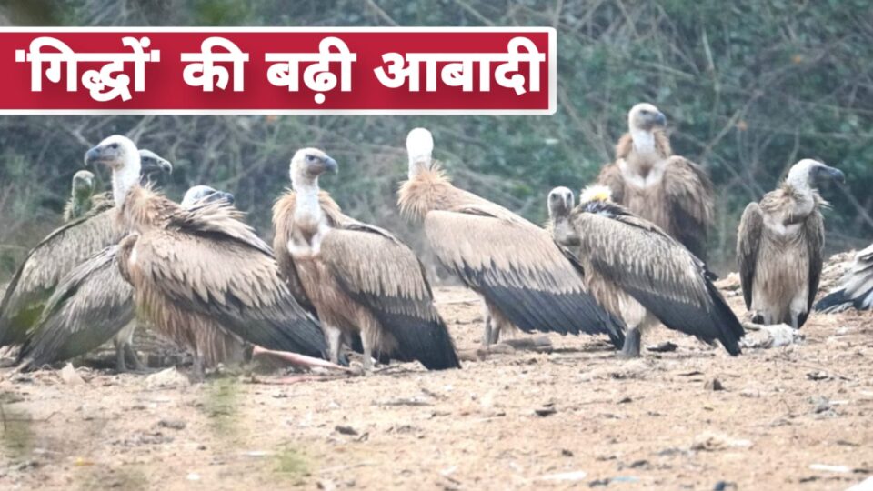 बुंदेलखंड में विलुप्ति से लौटे 'प्रकृति के प्रहरी': पन्ना टाइगर रिजर्व में बढ़ी 'गिद्धों' की आबादी