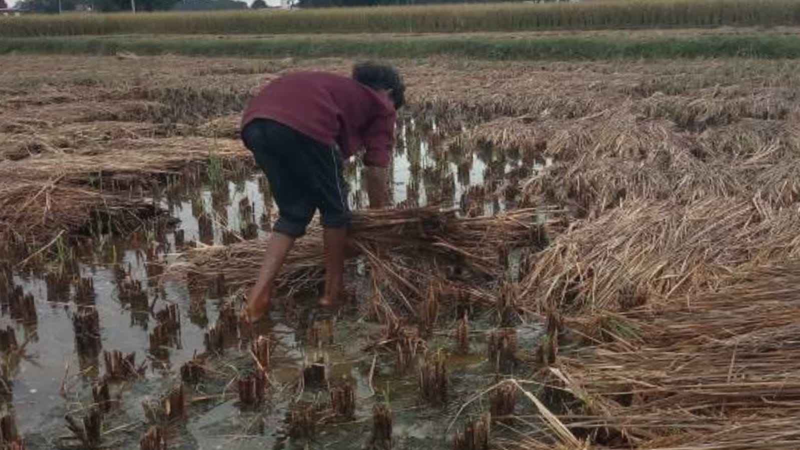मौसम का 'कहर': बारिश-आंधी से 'खेतों' पर 'मंडराया' संकट, किसानों की 'सांसें' अटकीं ?