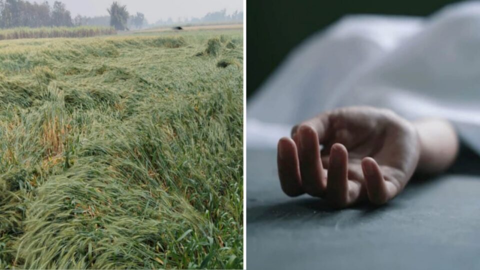 भीगी फसल देख बुझ गई जिंदगी: प्रकृति की मार से टूटा अन्नदाता !