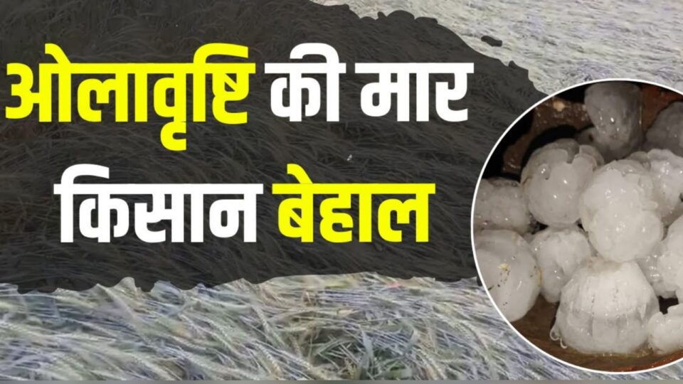 आसमान से आफत: ओलावृष्टि और बेमौसम बारिश ने'मचाई' तबाही, किसानों की 'कमर' टूटी