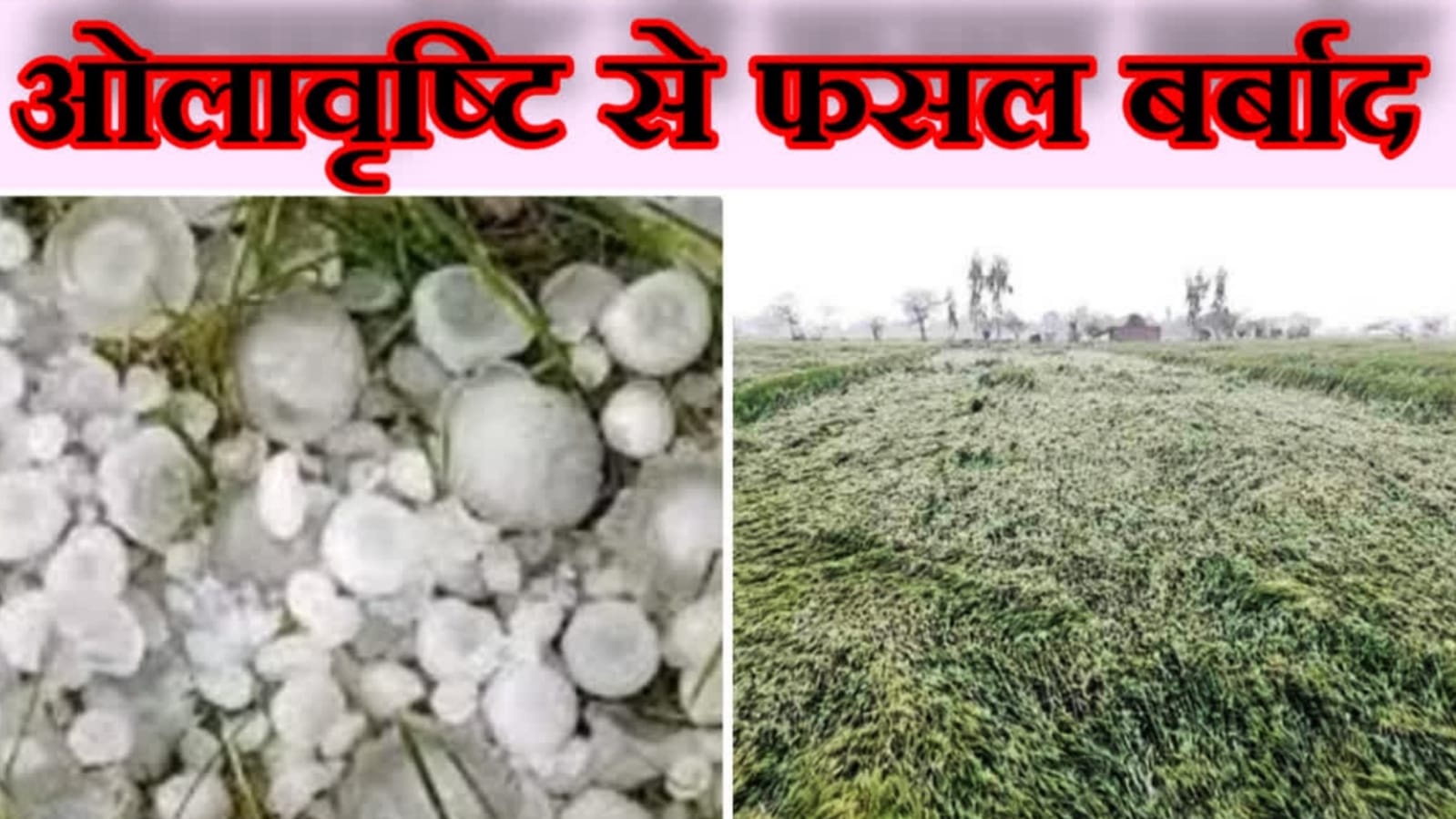 आसमान से आफत: ओलावृष्टि और बेमौसम बारिश ने'मचाई' तबाही, किसानों की 'कमर' टूटी