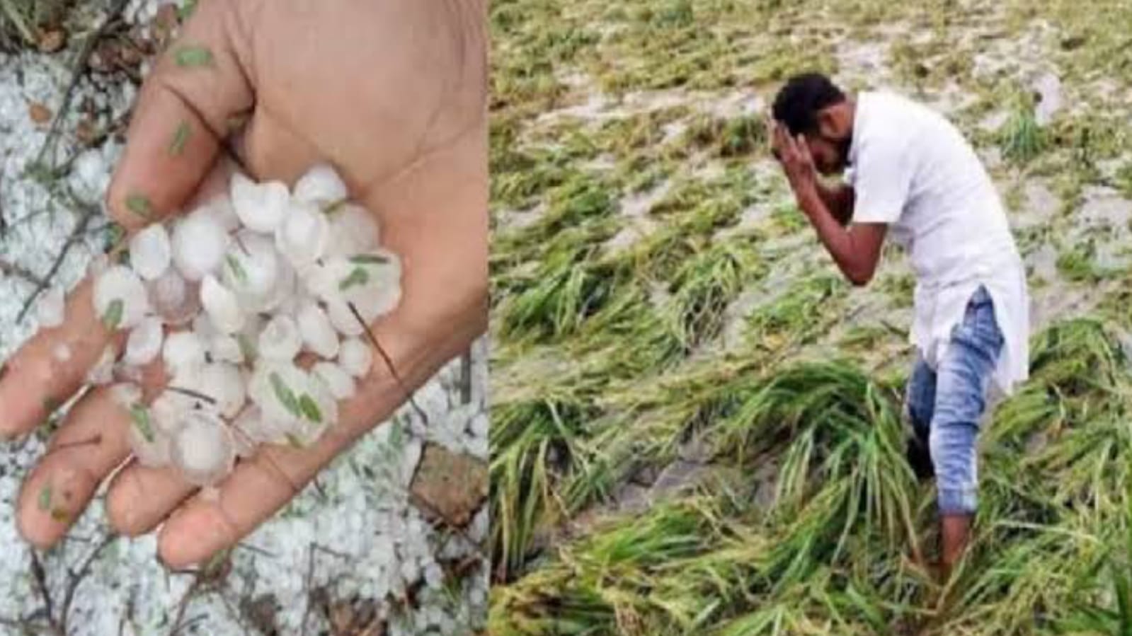 आसमान से आफत: ओलावृष्टि और बेमौसम बारिश ने'मचाई' तबाही, किसानों की 'कमर' टूटी