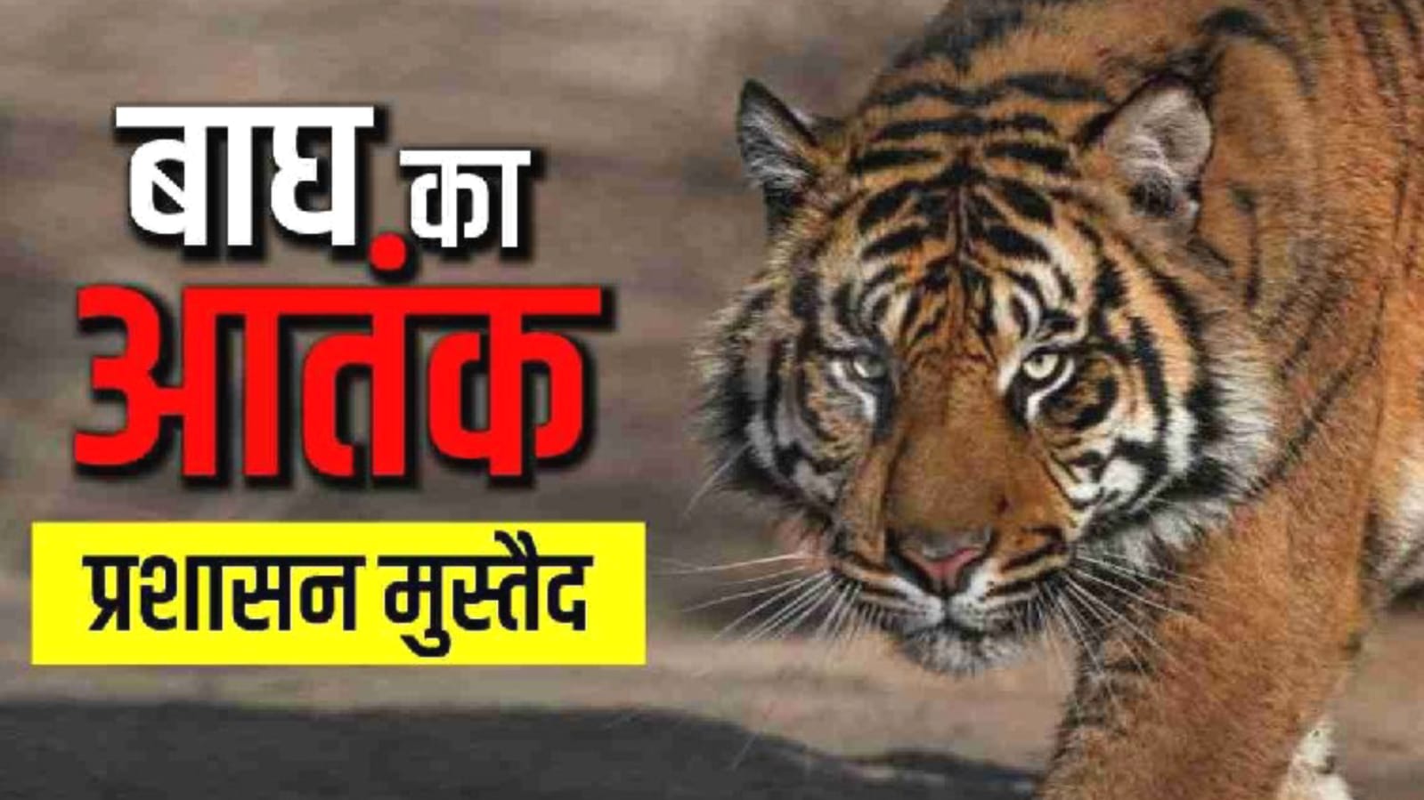 बाघ ने मचाई दहशत: दो मवेशियों का किया शिकार, हाथियों के साथ उतरी 'वन विभाग' की टीम !