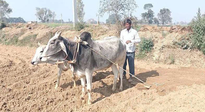 कृषि विभाग की 'कागजी खेती': मोटे अनाज की 'हवा-हवाई' पैदावार, ज़मीन पर 'गायब' है सच्चाई