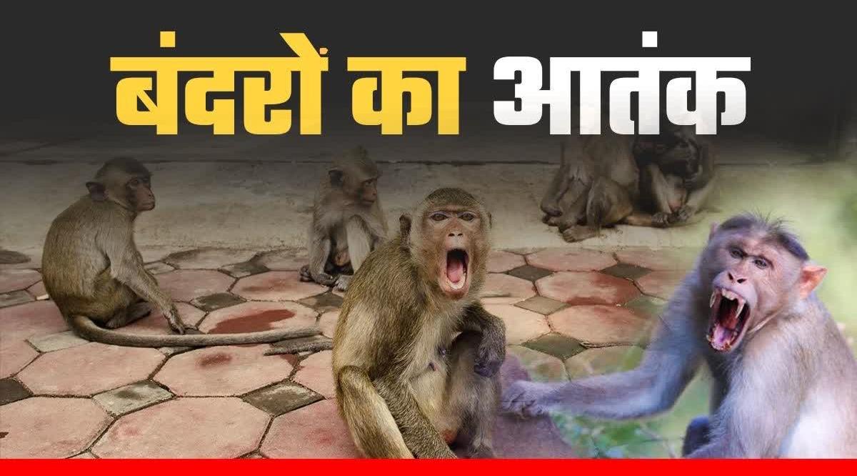 बंदरों के आतंक पर प्रशासन ने 'टेके' घुटने: पकड़ने के नाम पर 50 हजार का 'फरमान'! 
