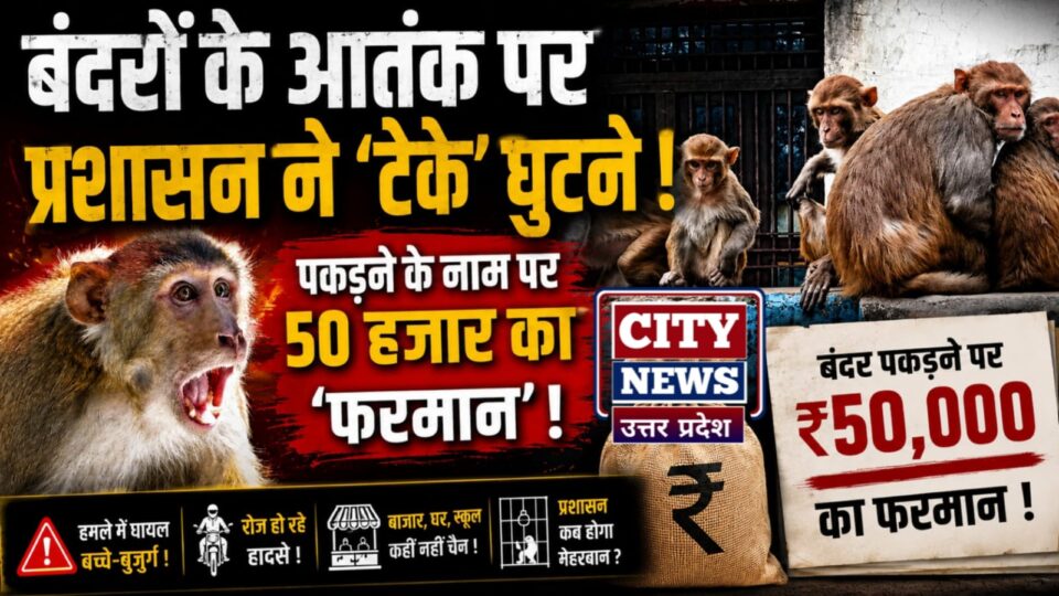 बंदरों के आतंक पर प्रशासन ने 'टेके' घुटने: पकड़ने के नाम पर 50 हजार का 'फरमान'!