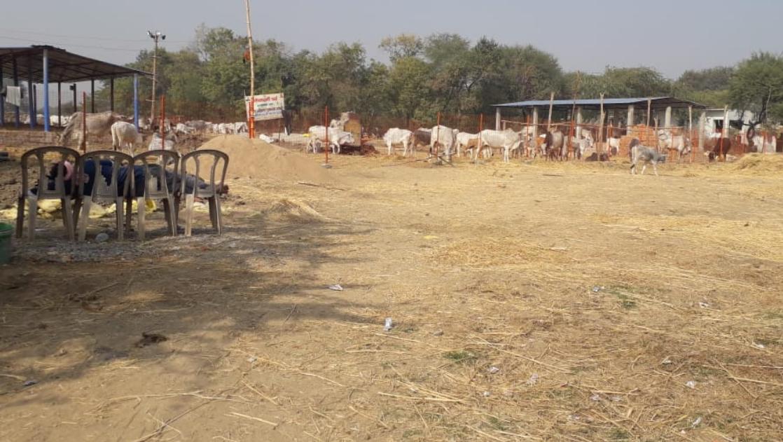 मंडल की 329 गोशालाओं पर 'ताला': सरकार ने 'करोड़ों की भ्रष्ट व्यवस्था' पर लगाया ब्रेक?
