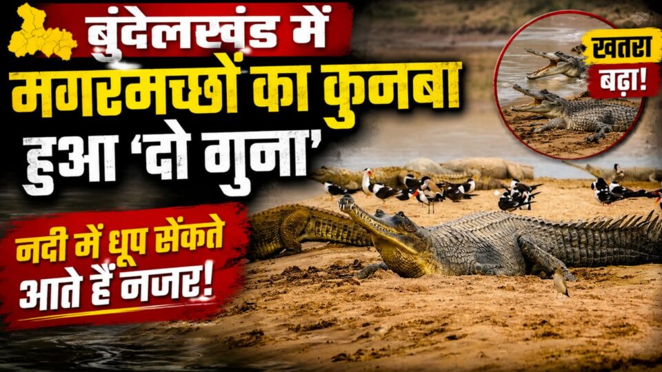 बुंदेलखंड में मगरमच्छों का 'कुनबा' हुआ 'दो गुना': नदी में 'धूप' सेंकते आते हैं नजर