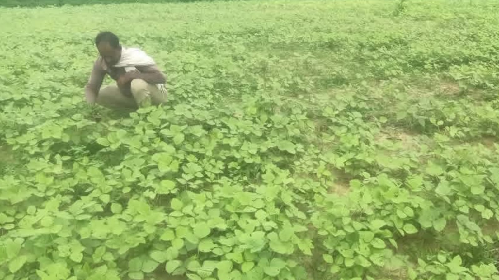 जमीन नें उगल दिया 'सोना': चमक गई 'ठाकुरदीन वाल्मीक' की तकदीर, जिले में चहुंओर चर्चा !