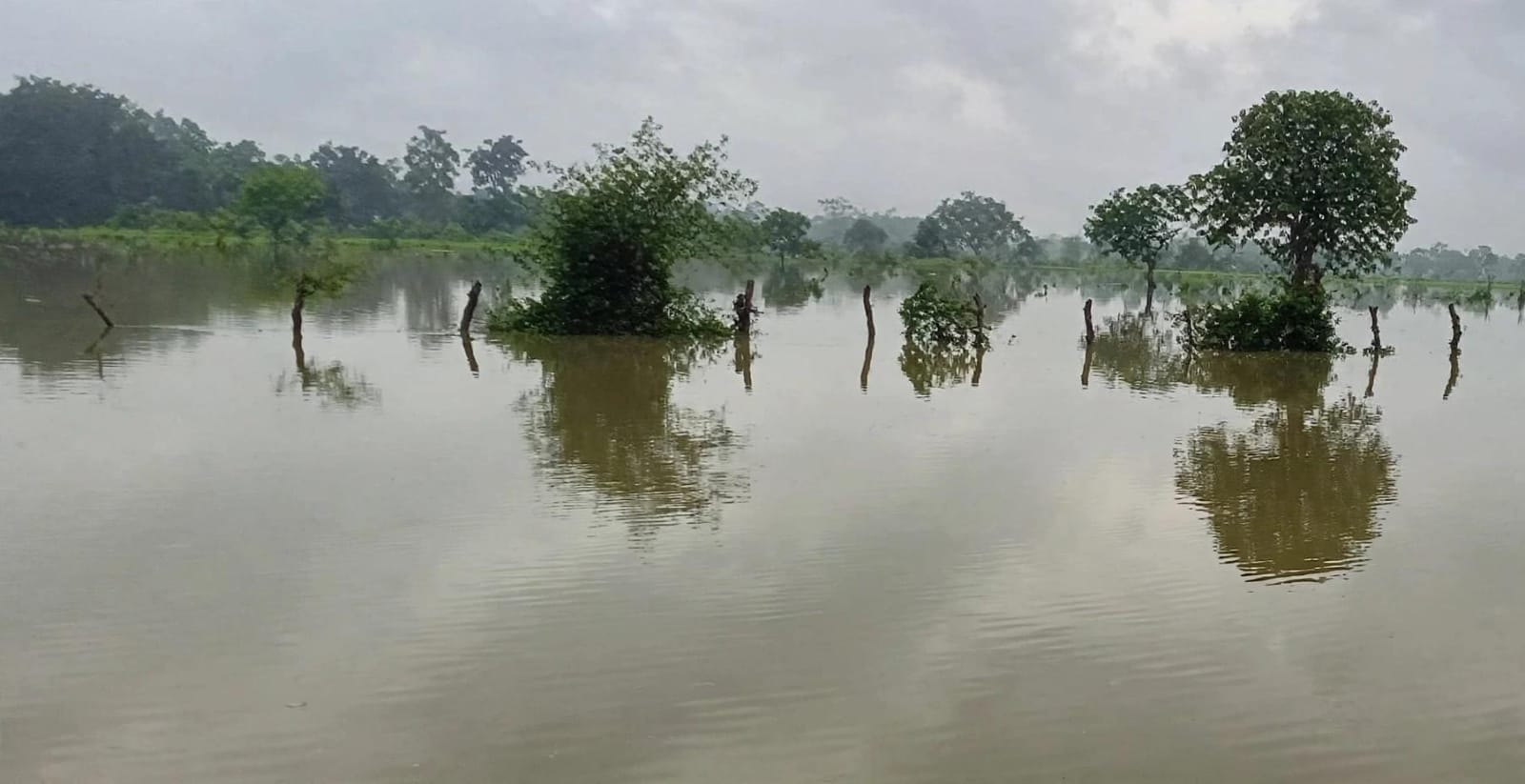 नरैनी में 'जल निकासी' की 'विभीषिका': दो सौ बीघा फसल 15 दिन से 'जलमग्न'