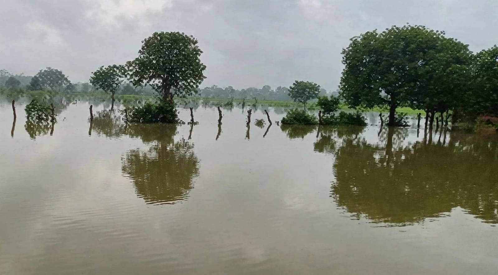 नरैनी में 'जल निकासी' की 'विभीषिका': दो सौ बीघा फसल 15 दिन से 'जलमग्न'